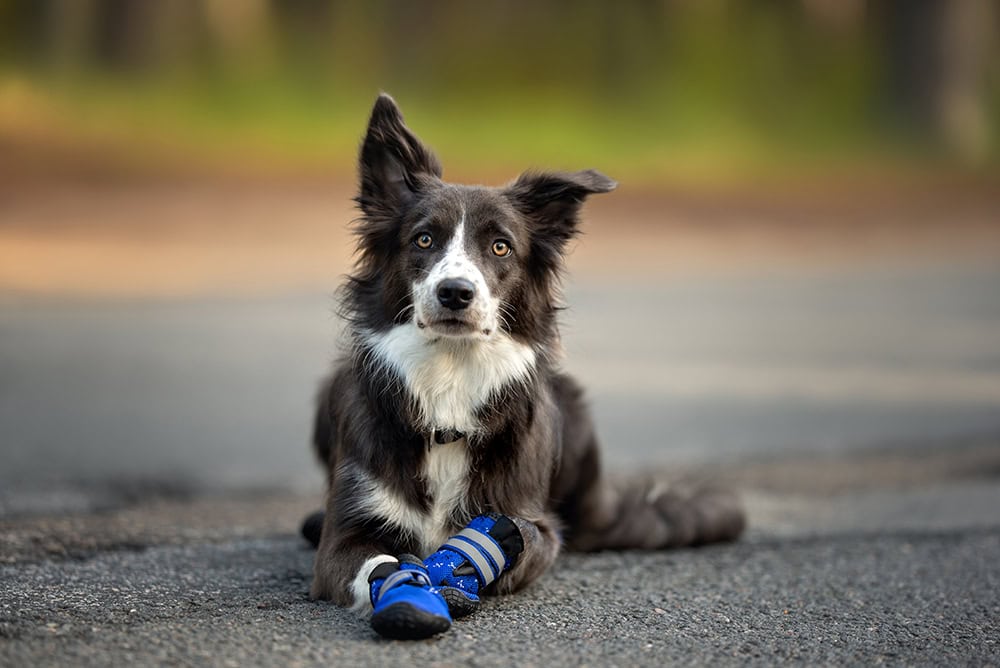 border collie dog lying on the ground wearing boots