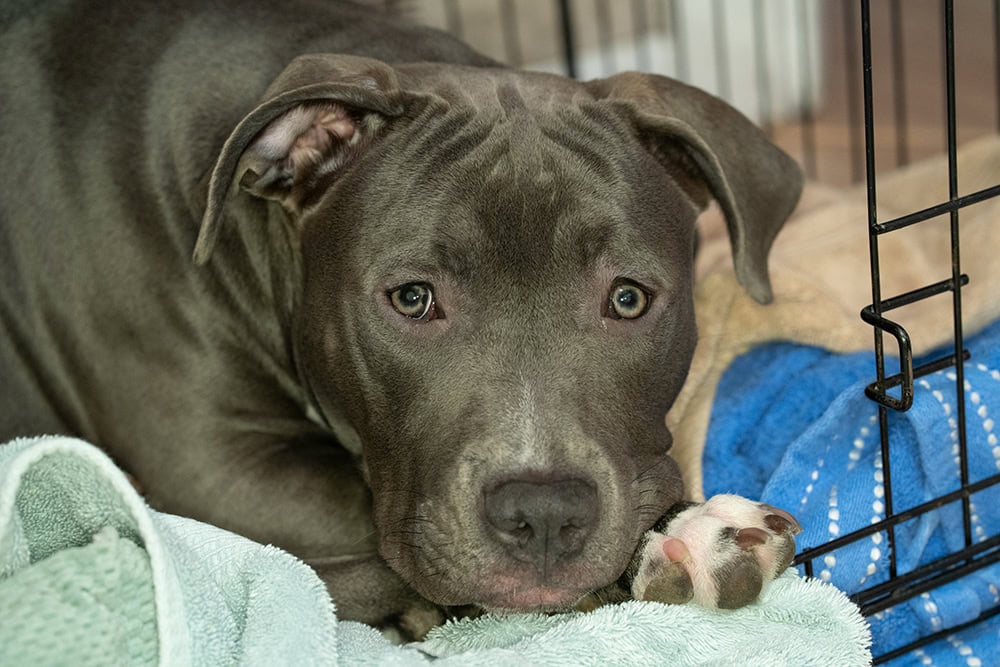 close up pitbull puppy inside the crate