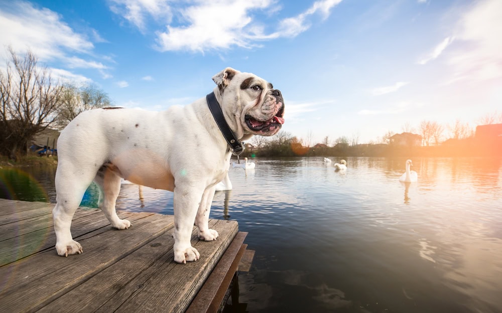 english bulldog standing on the dock