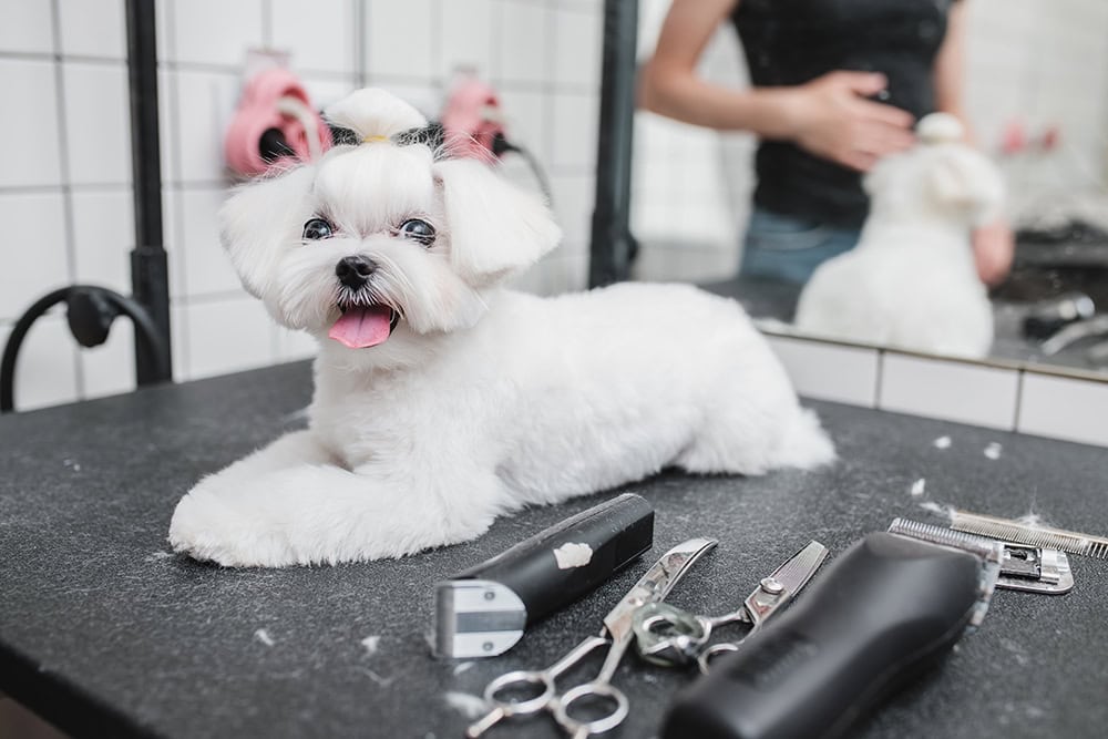 maltese dog at grooming salon