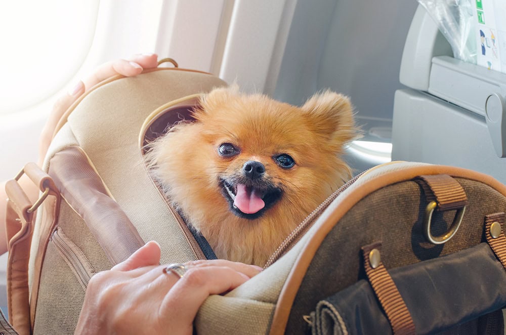 pomeranian dog in a carrier on board a plane