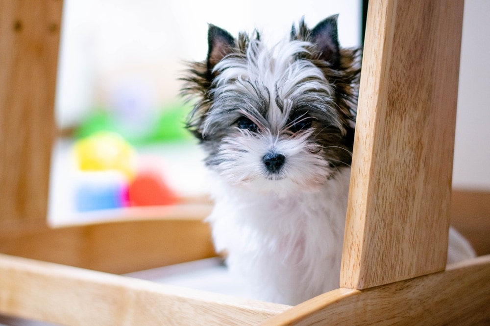 white-brown biewer terrier puppy
