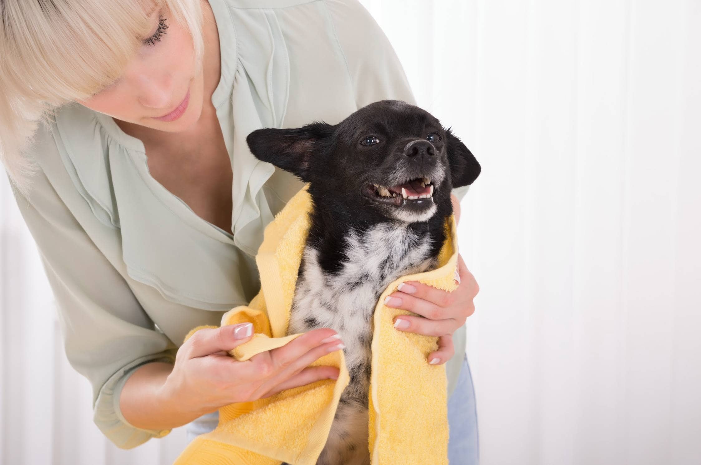 woman wiping dog with towel