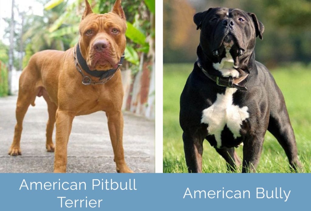 American Pitbull Terrier vs American Bully side by side