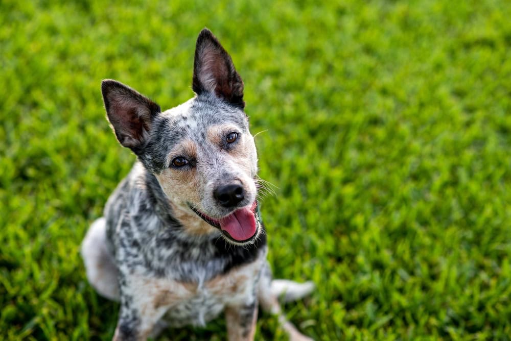 Australian Cattle Dog Blue Heeler