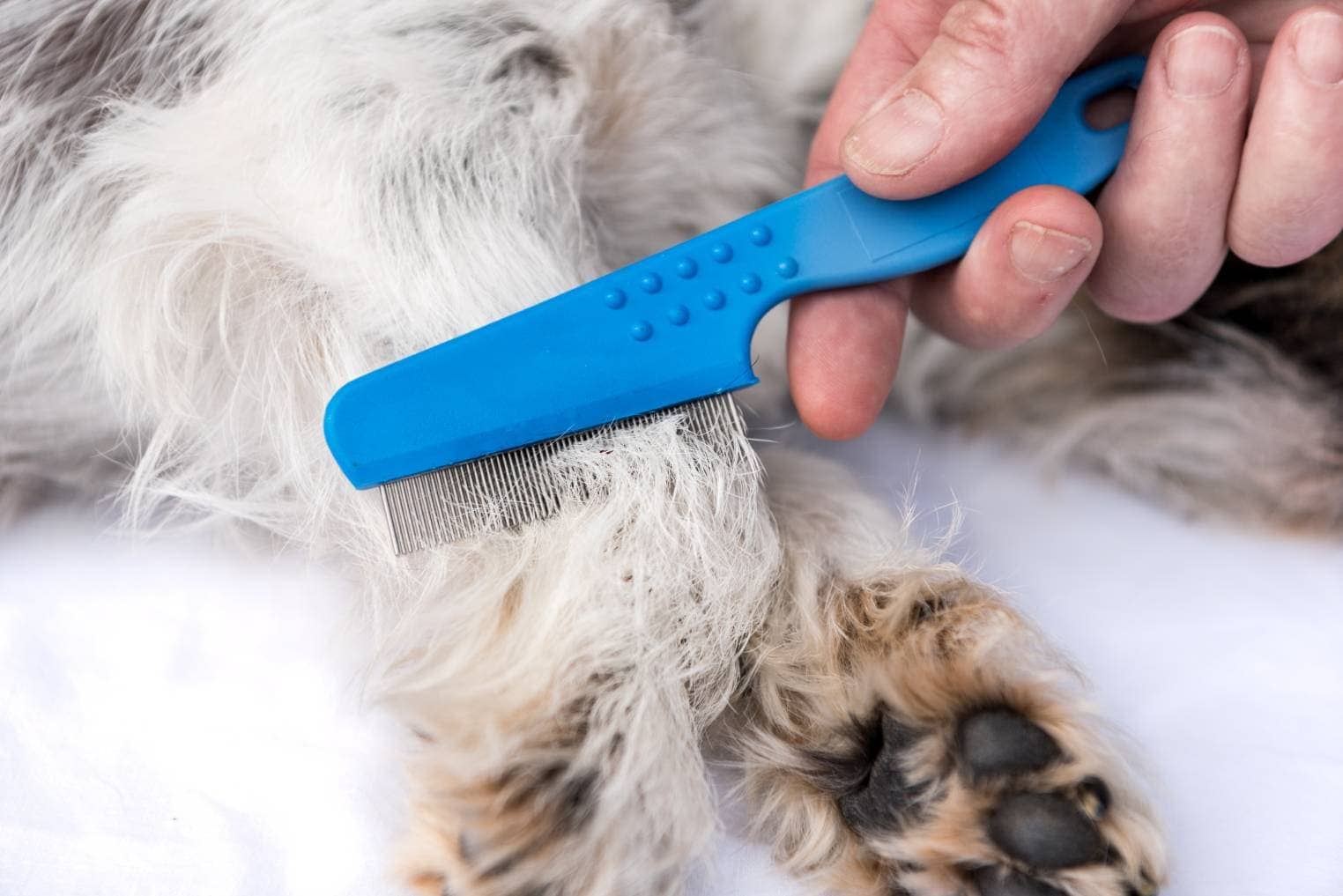 Dog Flea Combs