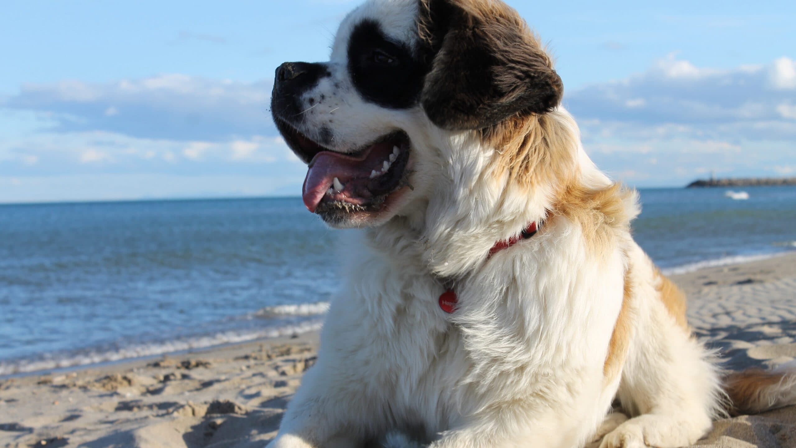 Dog at the seaside, on the beach, close-up