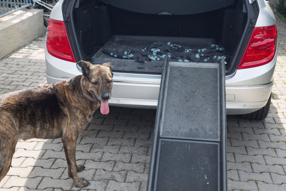 Dogs with car ramp