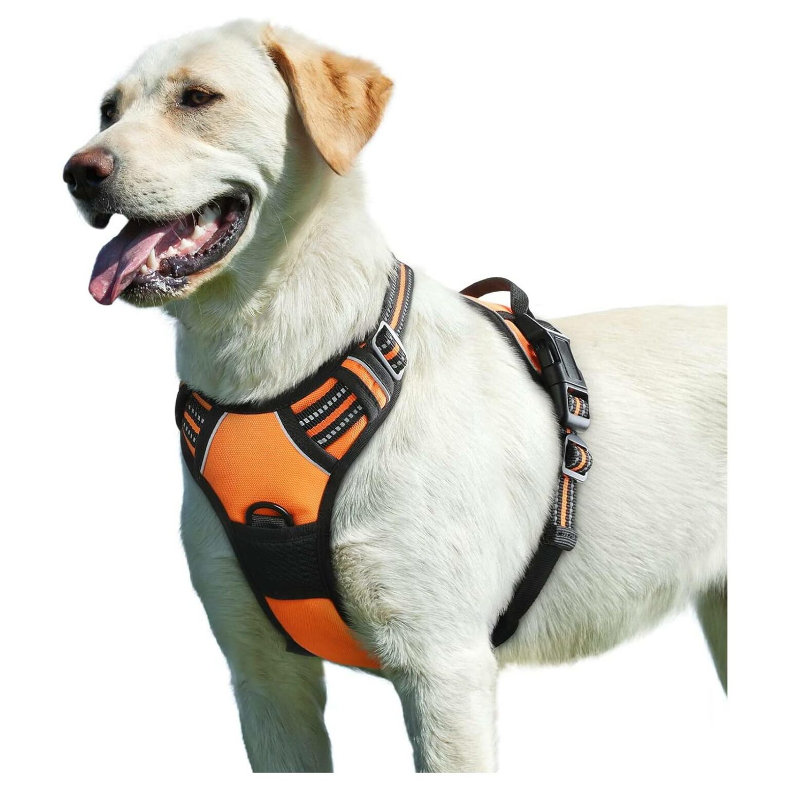 9 Best Dog Harnesses for Running in 2026 - Review & Guide | Hepper Pet
