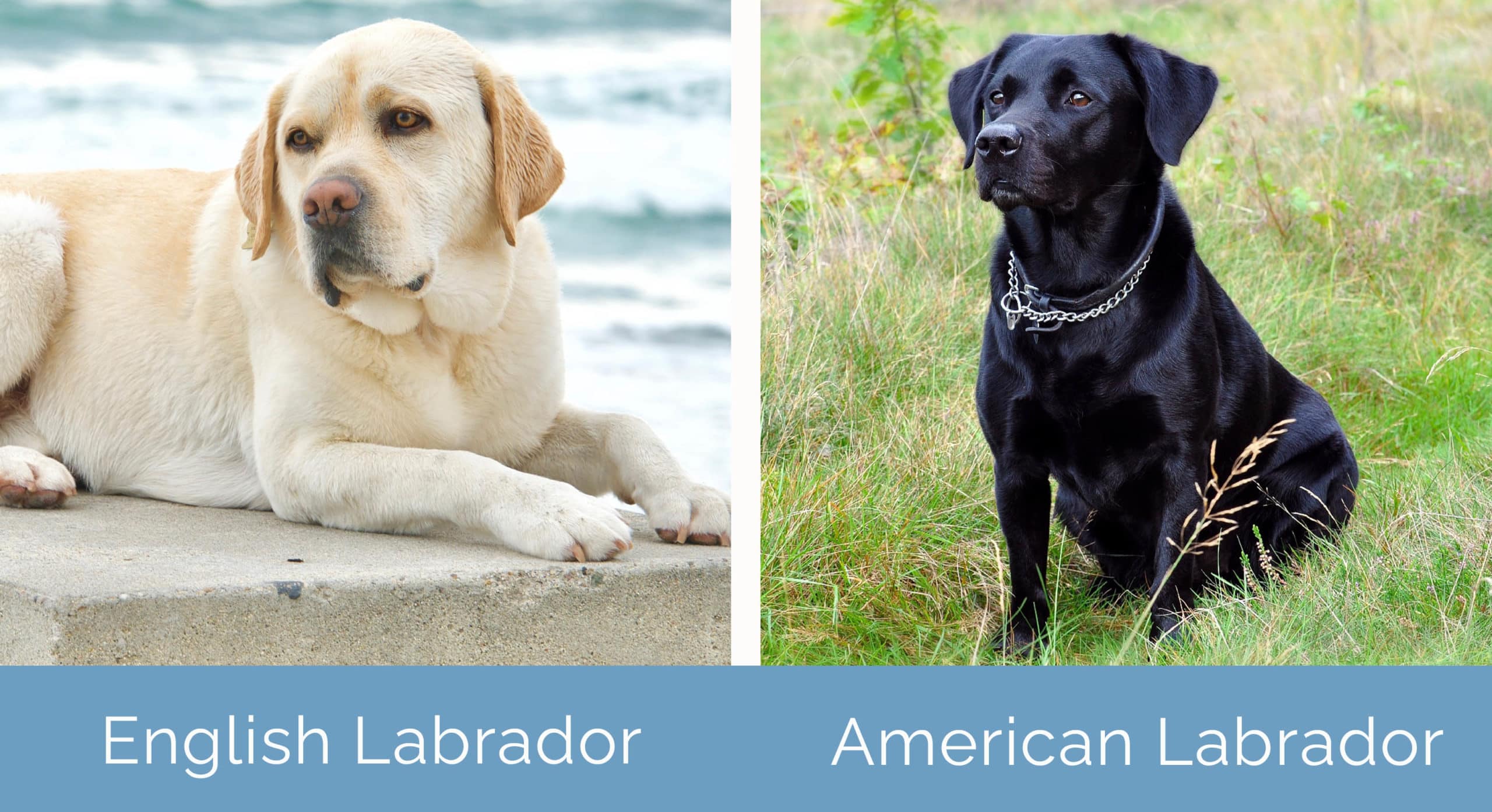 English Labrador vs American Labrador side by side