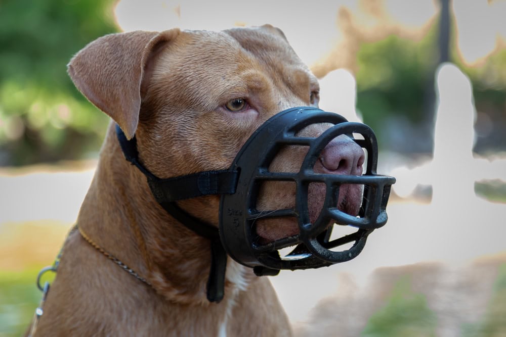Golden Pit Bull Terrier dog with a black leather muzzle