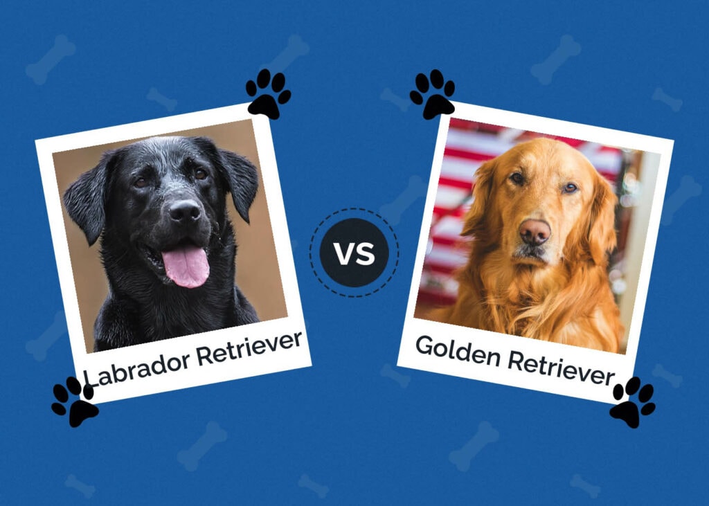 Labrador Retriever vs Golden Retriever