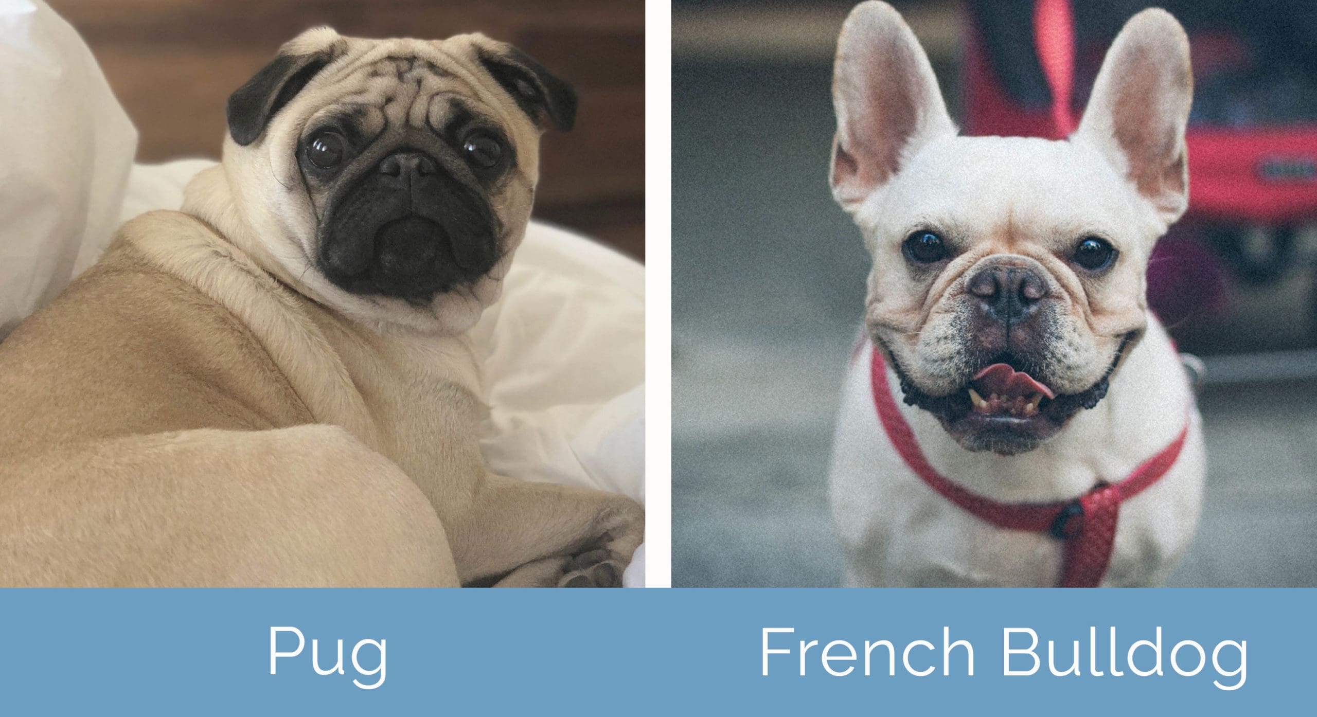 Pug vs French Bulldog side by side