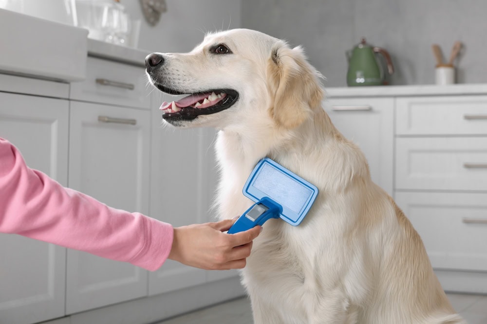Woman brushing cute Labrador Retriever dogs hair at home
