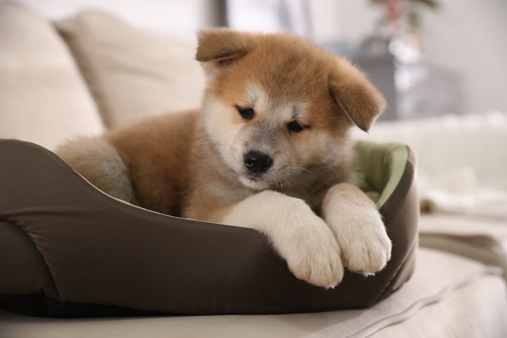 akita inu puppy lying on dog bed