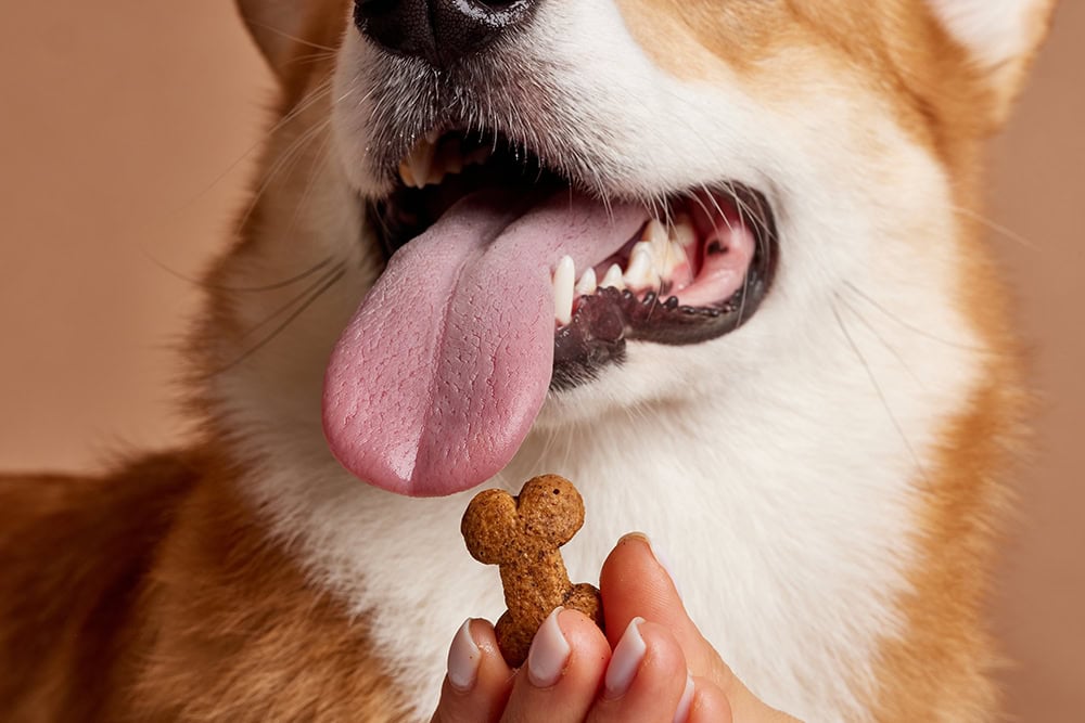 close up corgi dog and hand holding a bone-shaped treat