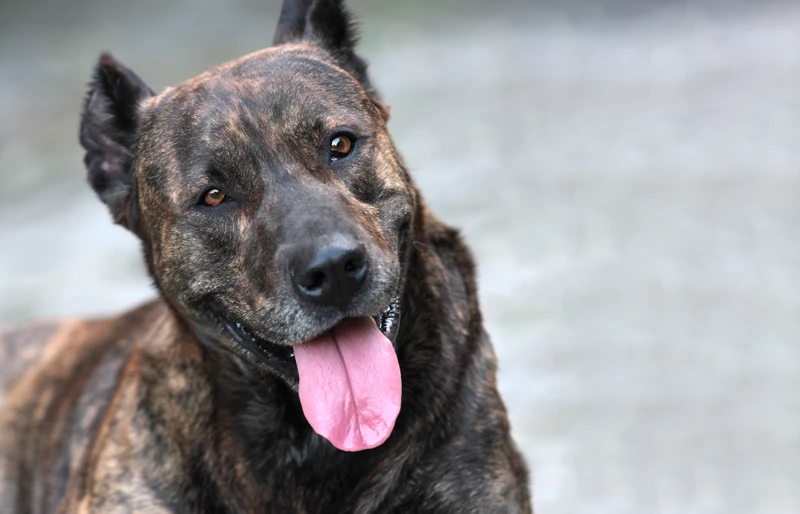 close up of Cão Fila De São Miguel or Saint Miguel Cattle Dog