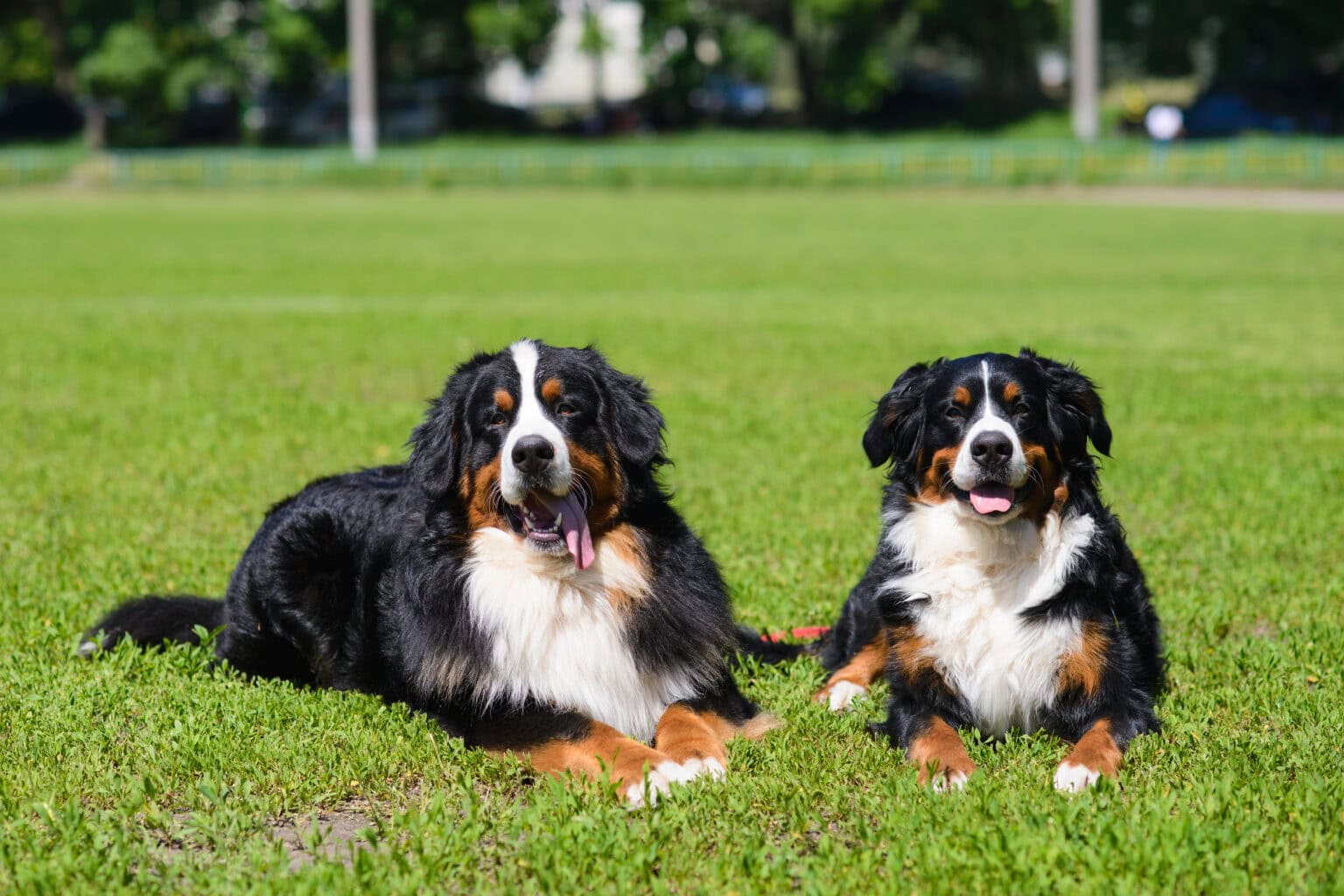 How Big Does a Bernese Mountain Dog Get? (Growth & Weight Chart