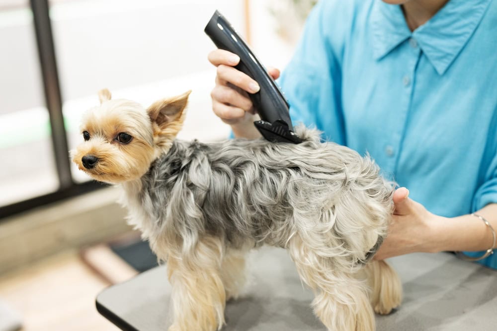 dog getting hair trimmed using cordless clippers