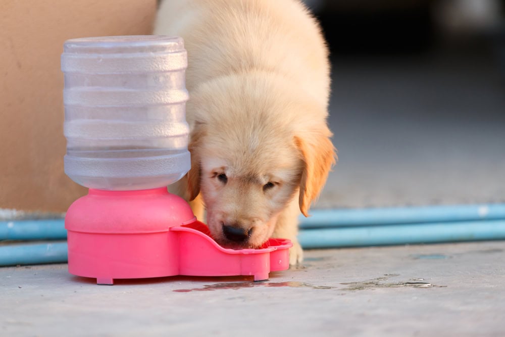 golden retriever puppy drinking water from automatic dispenser