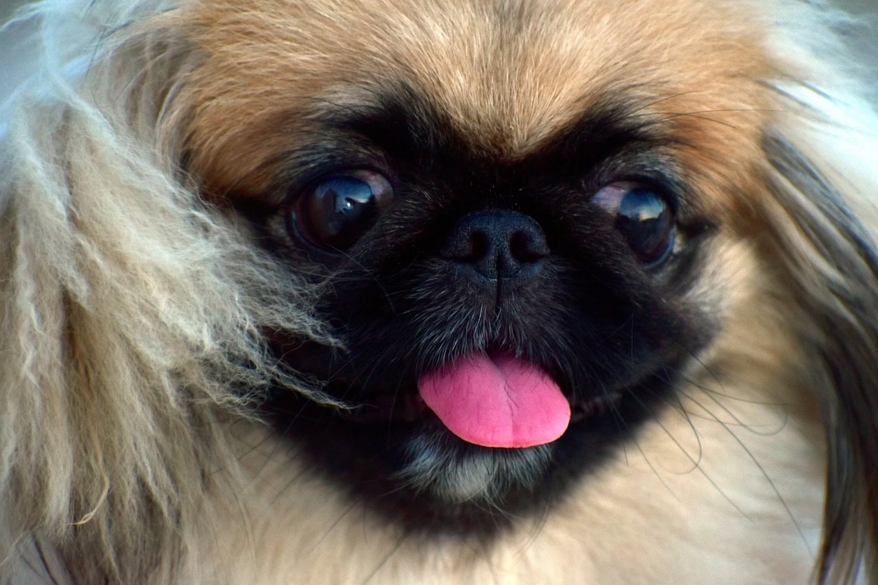 pekingese tongue out