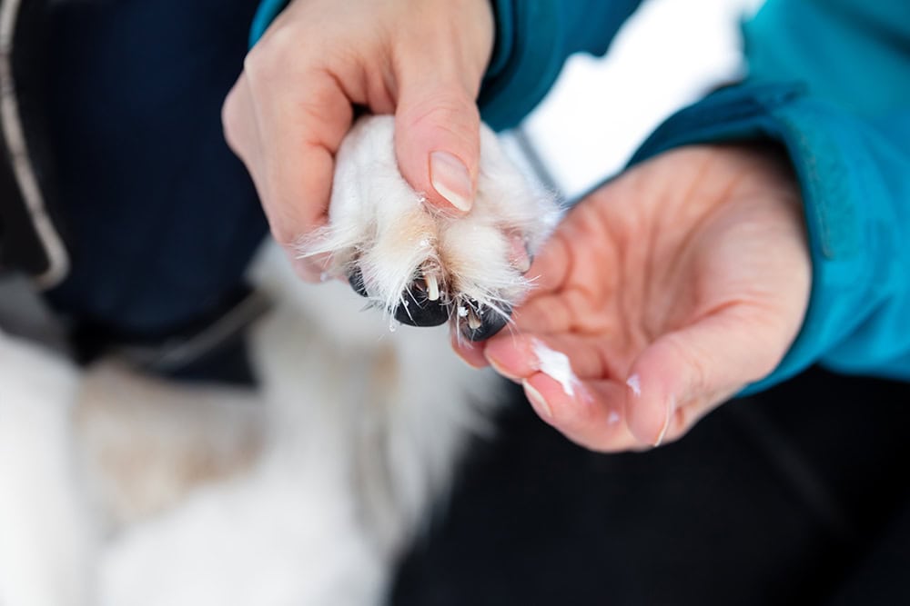 person putting balm on dog's paw