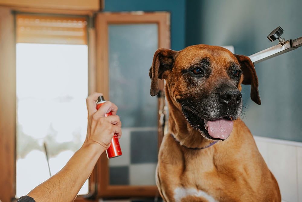 person spraying cologne to an old dog