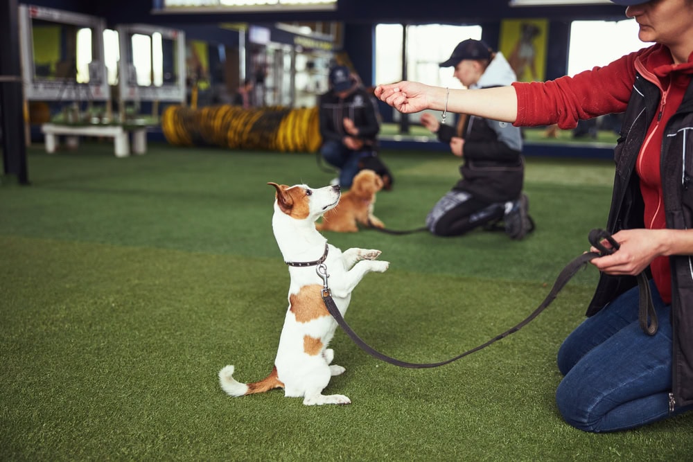 professional trainer teaching dog a stand command