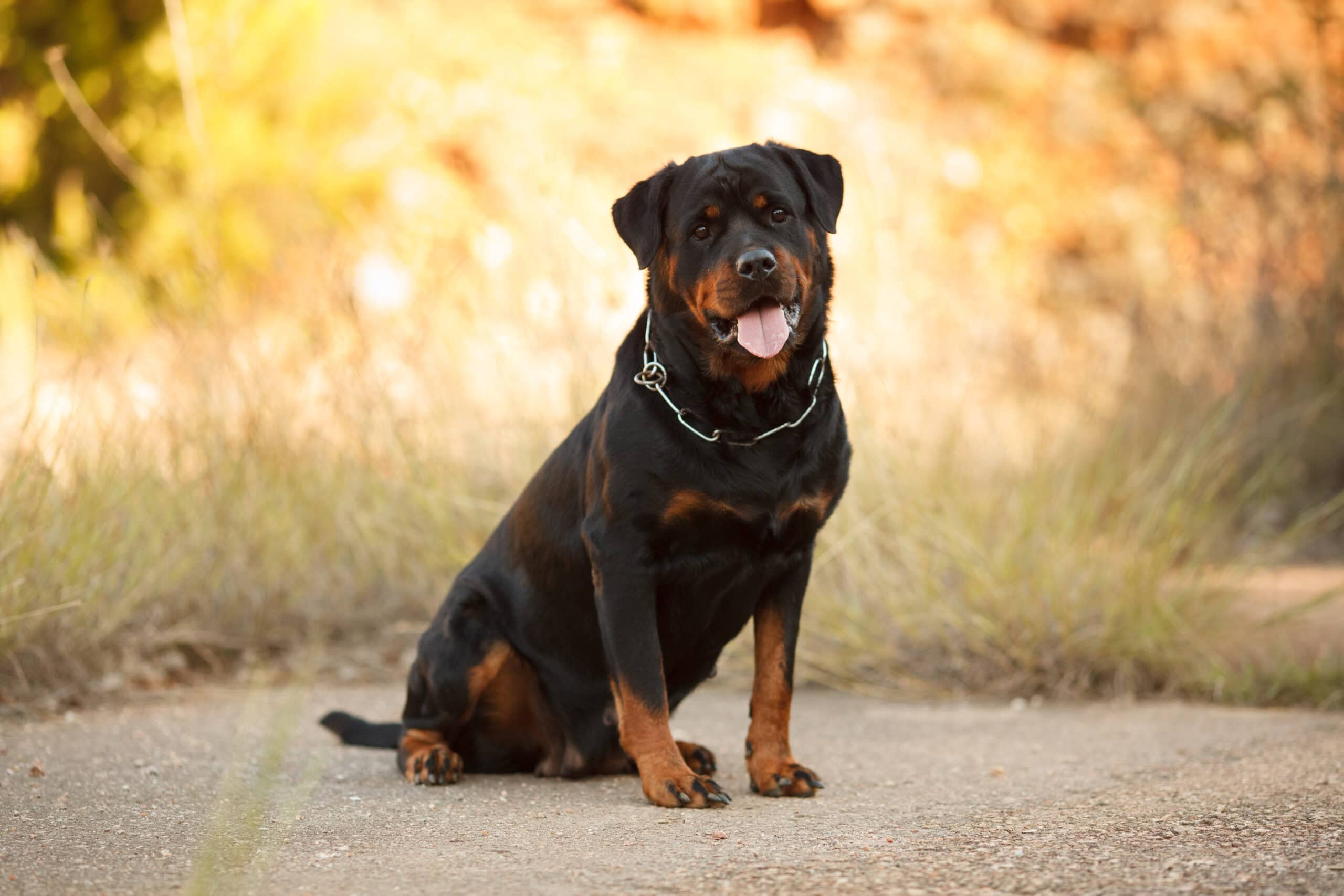 rottweiler dog sitting on concrete ground