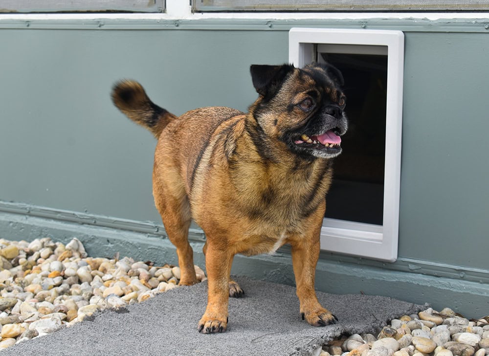 senior dog standing outside the doggie door