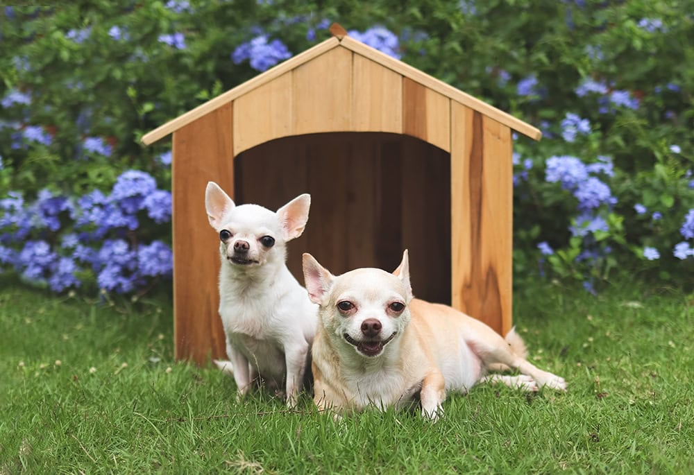 two chihuahua dogs outside dog house