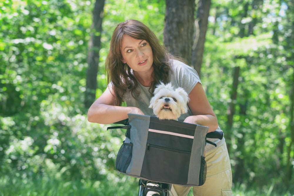 woman riding a bike with her pet maltese dog in a basket