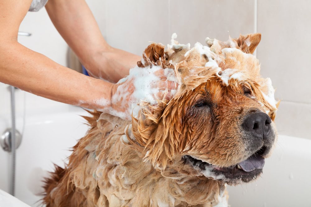 Bubble Bath a lovely dog chow chow