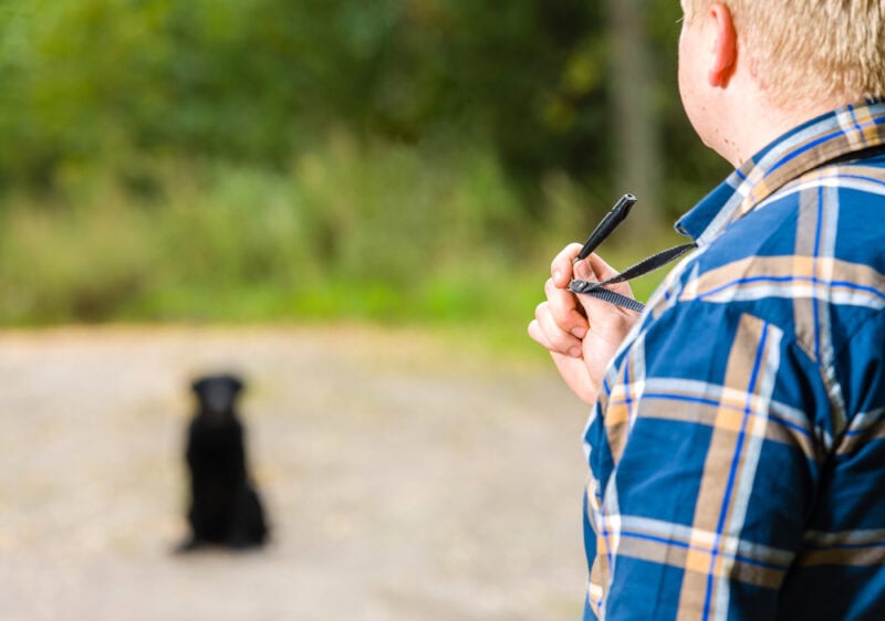 Dog owner trains his labrador retriever with a whistle