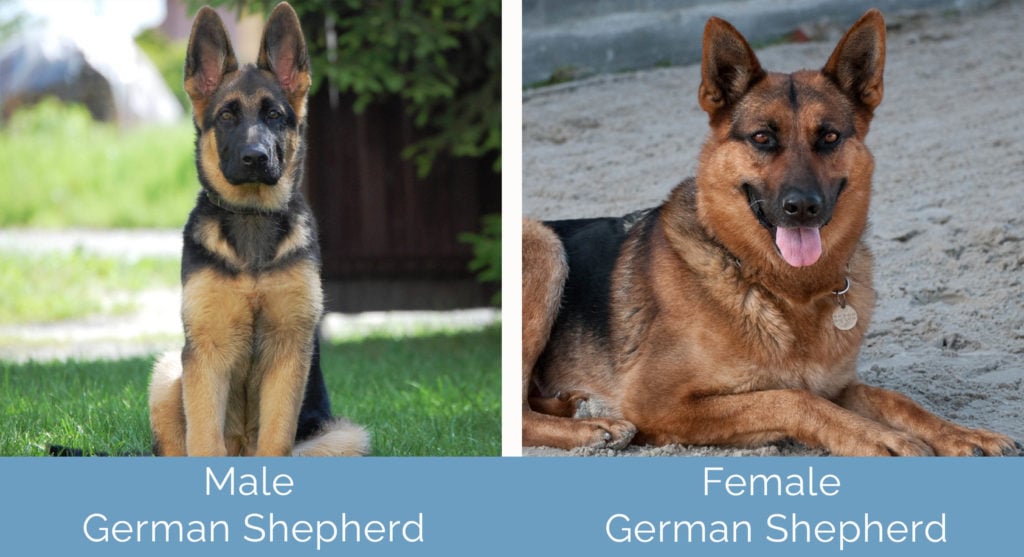 Male vs Female German Shepherd side by side
