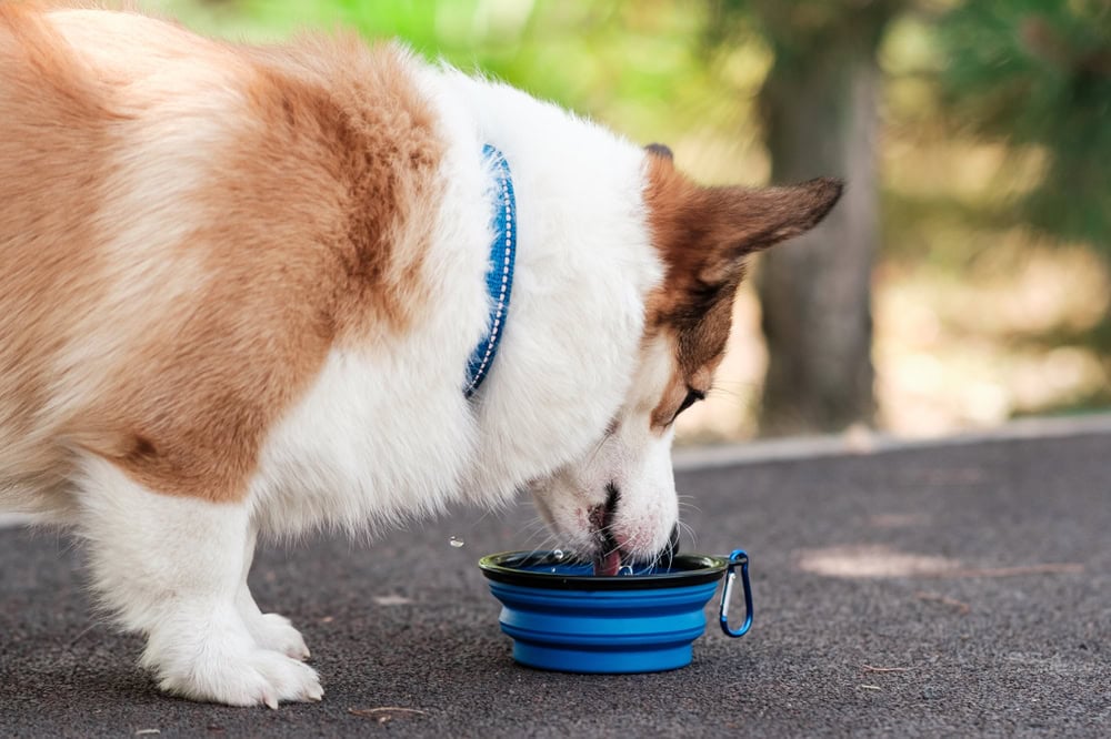 Pembroke Welsh Corgi dog walks in a city park drinking water collapsible bowl