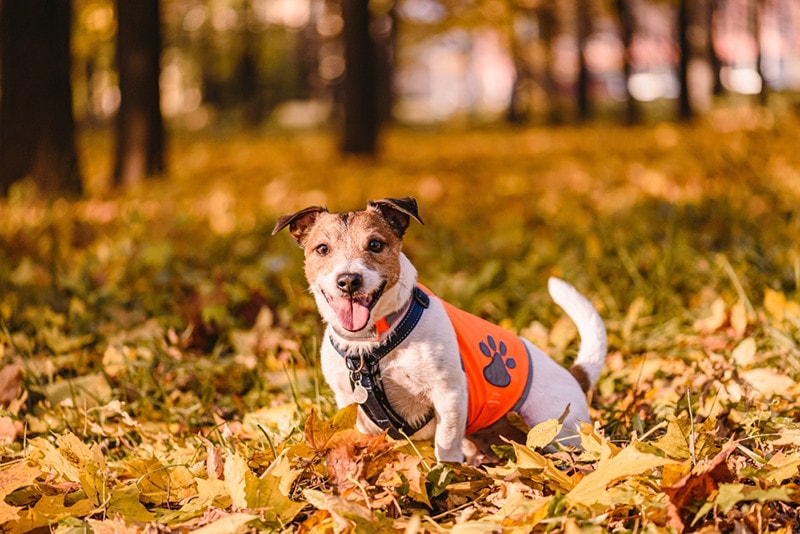 Reflective Dog Vest