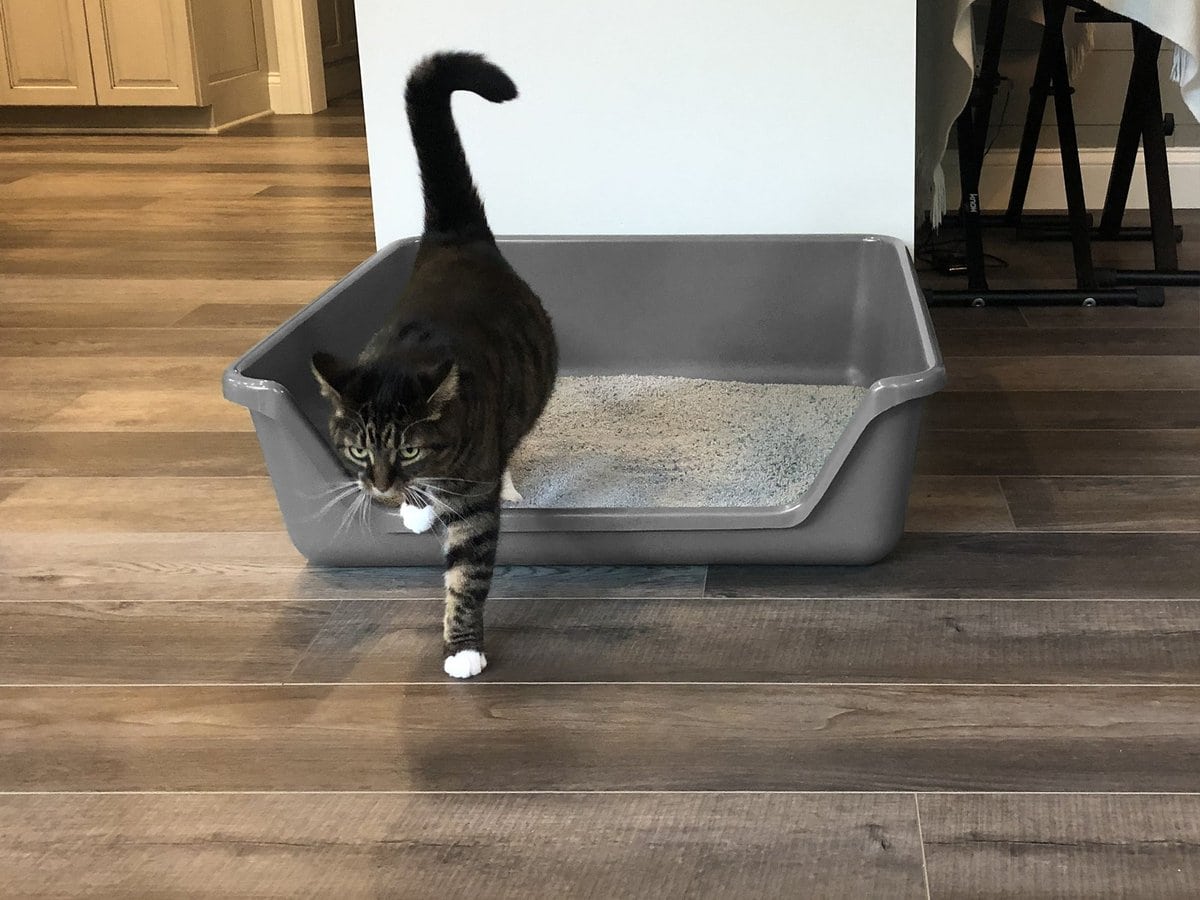 Shirley K’s Senior Cat Litter Box, X-Large