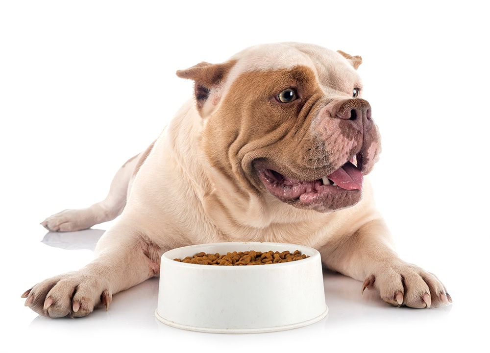 american bully dog with bowl of food in front
