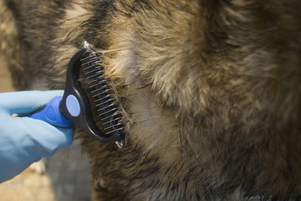 brushing dog with undercoat rake