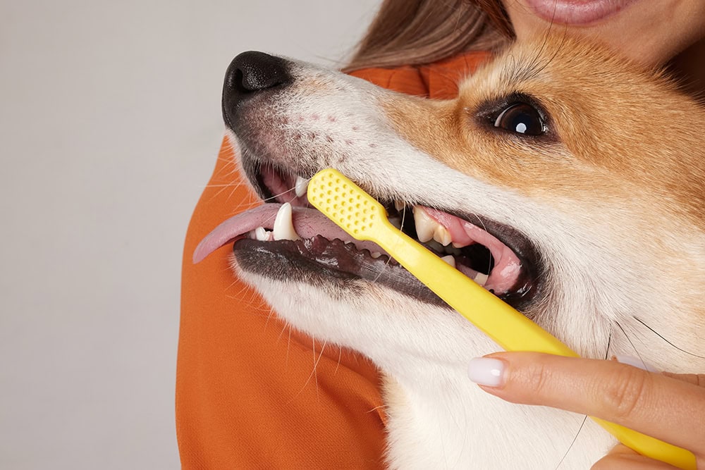 close up woman brushing dog's teeth