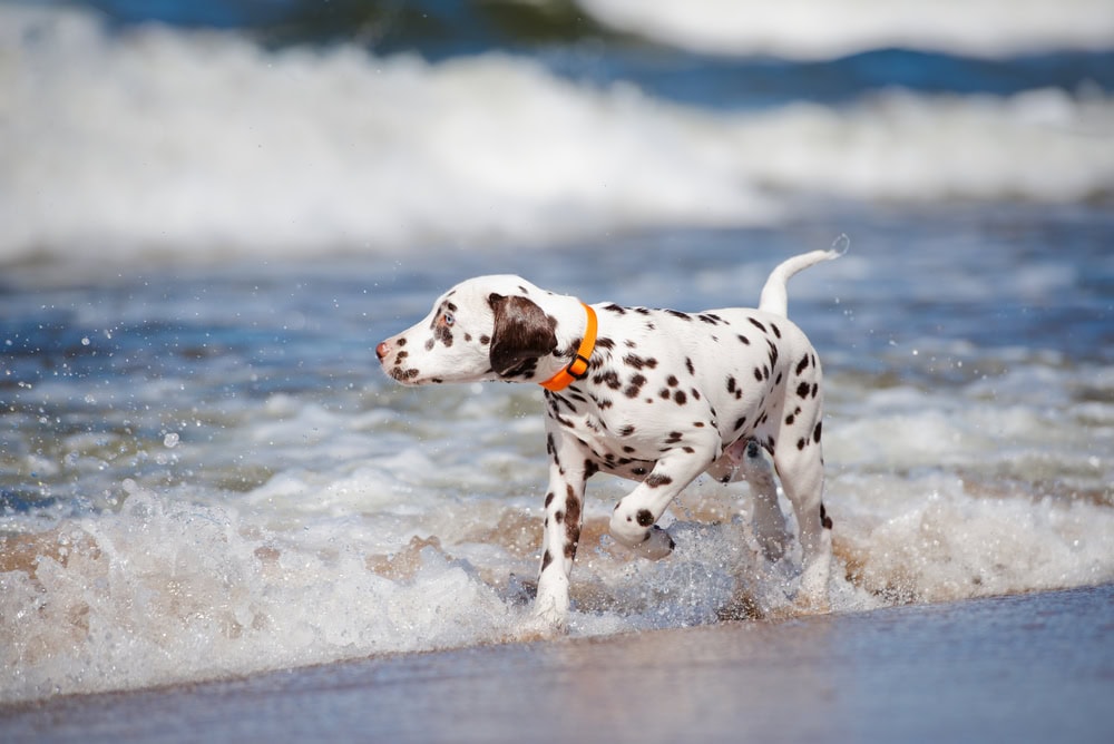dalmatian puppy on the beach