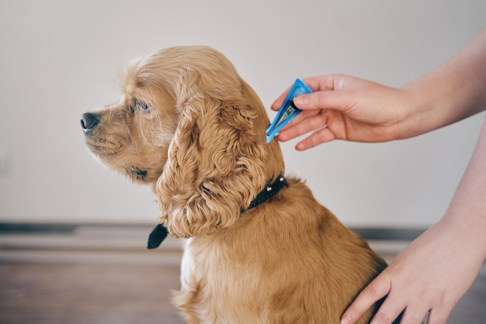 dog flea treatment