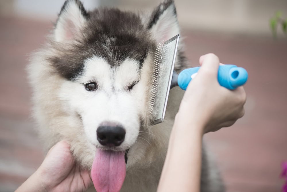 dog husky brush