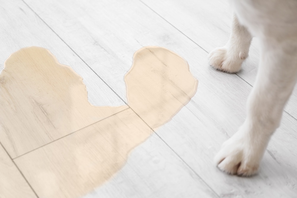 dog urine pee on white tile floor dog paws