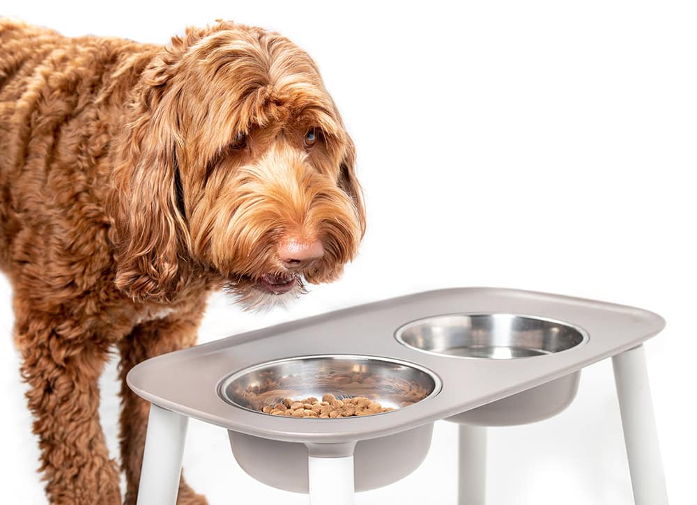 labradoodle dog eating from elevated feeder