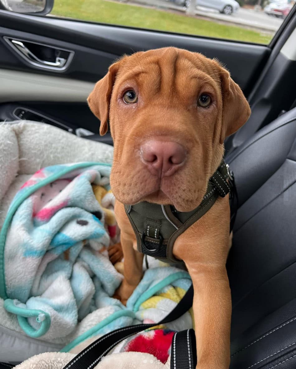 mini hippo dog in a car