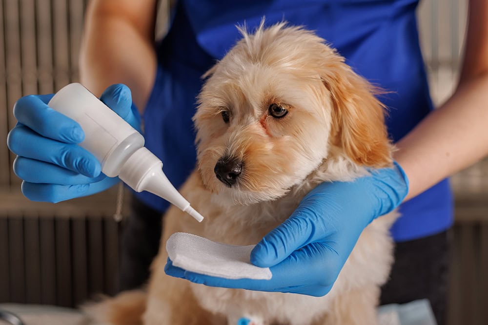 person putting ear drops on cotton to clean dog's ears