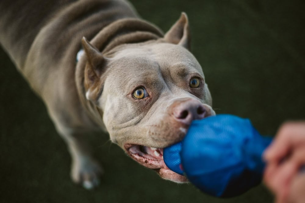 pitbull playing toy with owner