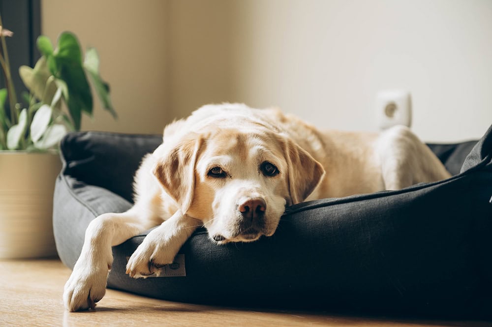 senior labrador dog lying in bed